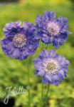 SCABIOSA caucasica  'Fama Deep Blue' Portion(s)