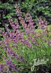 SALVIA lavandulifolia   Korn