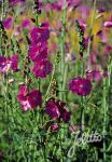 SIDALCEA Malviflora-Hybr.  'Partygirl'