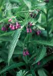 SYMPHYTUM officinale  