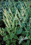 TEUCRIUM scorodonia   Portion(s)