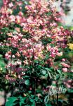 THALICTRUM rochebruneanum  