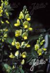 THERMOPSIS lanceolata hort.  