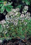 THYMUS fragrantissimus  