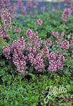 THYMUS praecox  