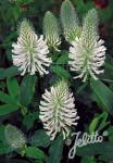 TRIFOLIUM rubens f. album  'Frosty Feathers'