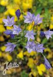 TRITELEIA laxa  