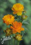 TROLLIUS chinensis  'Golden Queen' Portion(s)