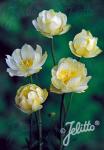 TROLLIUS x cultorum  'New Moon'