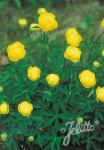 TROLLIUS europaeus  