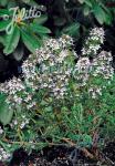 THYMUS fragrantissimus  