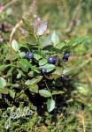 VACCINIUM myrtillus   Portion(en)