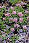 VALERIANA montana   Portion(en)