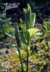 VERATRUM maackii   Portion(en)