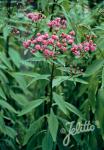 VERNONIA noveboracensis   Portion(s)