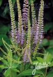 VERONICASTRUM virginicum f. caeruleum   Portion(en)