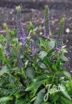 VERONICA orchidea  'Blue Fingers'