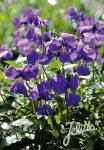 VIOLA bertolonii   Portion(s)