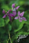 VIOLA rupestris  'Rosea' Portion(en)