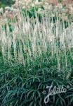 VERONICASTRUM virginicum f. albiflorum  