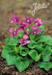 VIOLA sororia  'Rubra'