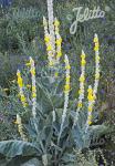 VERBASCUM bombyciferum   Portion(en)