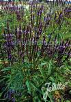 VERBENA hastata   Portion(s)