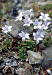 WAHLENBERGIA albomarginata  