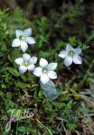 WAHLENBERGIA akaroa  