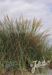 AMMOPHILA arenaria   Portion(en)