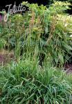 BRACHYPODIUM pinnatum   Portion(s)