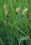 CAREX acuta  