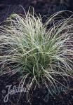 CAREX albula  'Frosted Curls'