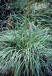 CAREX flacca   Portion(en)