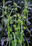 CAREX folliculata   Portion(en)