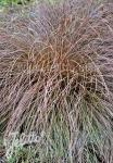 CAREX flagellifera  bronze Form