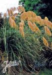 CORTADERIA fulvida  