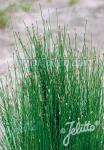 ELEOCHARIS palustris   Portion(en)