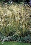 DESCHAMPSIA cespitosa   Portion(en)