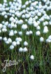 ERIOPHORUM vaginatum  