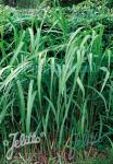 MISCANTHUS sinensis   Portion(en)