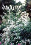 MISCANTHUS sinensis  'Early Hybrids' Portion(s)
