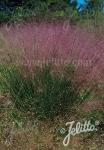 MUHLENBERGIA capillaris   Portion(s)