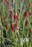 PENNISETUM thunbergii   Portion(en)