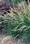 PENNISETUM macrourum  