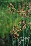 SCIRPUS lacustris  