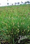 SESLERIA heufleriana   Portion(en)