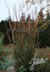 SORGHASTRUM nutans   Portion(en)