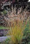 STIPA extremiorientalis   Portion(en)