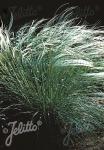 STIPA pennata   Portion(en)